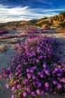 Sand verbena wildflowers in Coachella Valley National Wildlife Refuge near Palm Springs, CA, USA Art Print